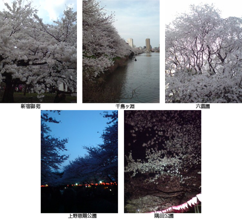 桜.jpg